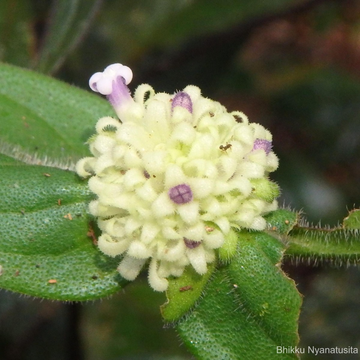 Hedyotis thwaitesii Hook.f.